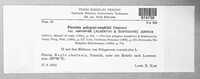 Puccinia polygoni-amphibii image